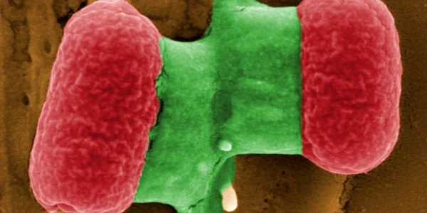 Bacteria E.Coli