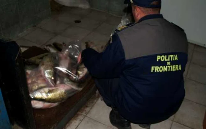 Întreaga cantitate de peşte a fost confiscată