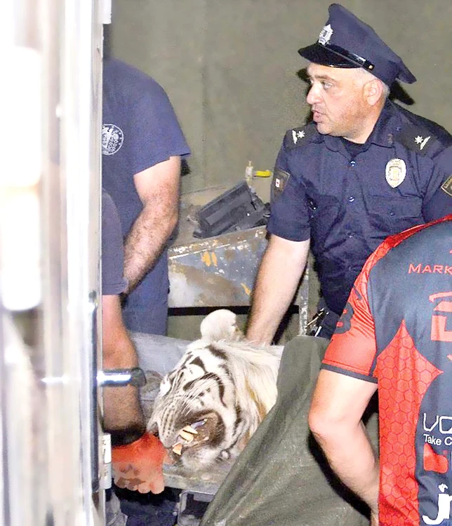 Hipopotamul a fost capturat şi tranchilizatFoto: AP