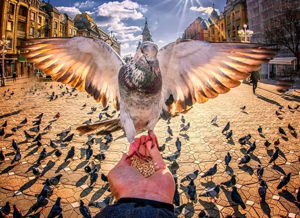 Proiectul de interzicere a hrănirii porumbeilor din Timişoara a fost aprobat FOTO Răzvan Vitionescu