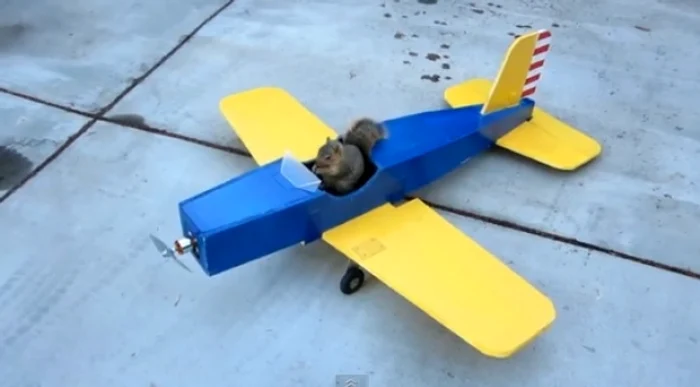 
    Veveriţa zburătoare (captură video)  