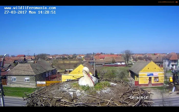 Cuibul de barză albă de la Cărpiniş
