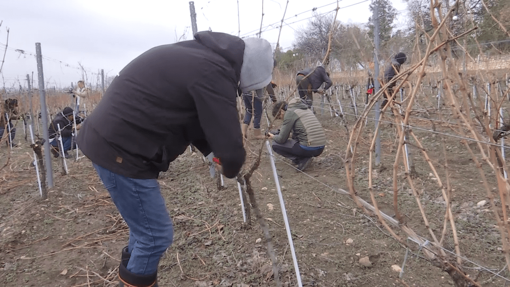 Cel mai priceput tăietor român de viță-de-vie, desemnat la Buzău. Cum se taie butucii pentru a da rod bun VIDEO