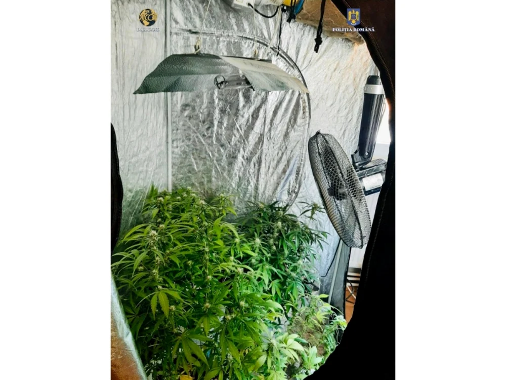 Cultura de cannabis a fost descoperită într-o locuinţă FOTO Poliţia Română