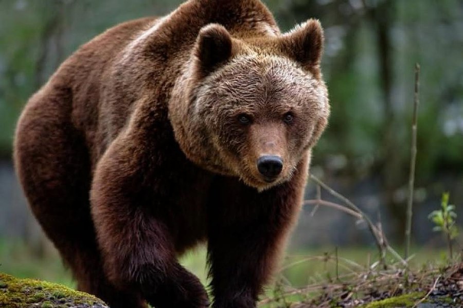 Ursoaică împușcată în parcarea unui hotel din Poiana Brașov. Animalul revenise de mai multe ori în zonă