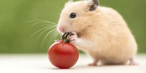 hamster mananca