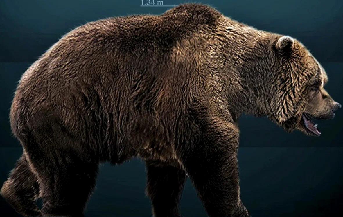 Ursus Spelaeus Sursa FOTO Wikipedia
