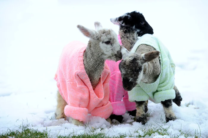 miei imbracati in pulovere in marea britanie