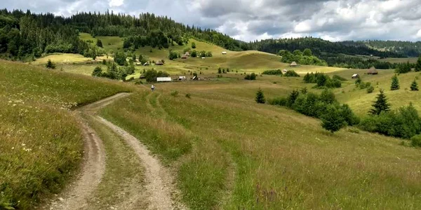 zapodie alba apuseni