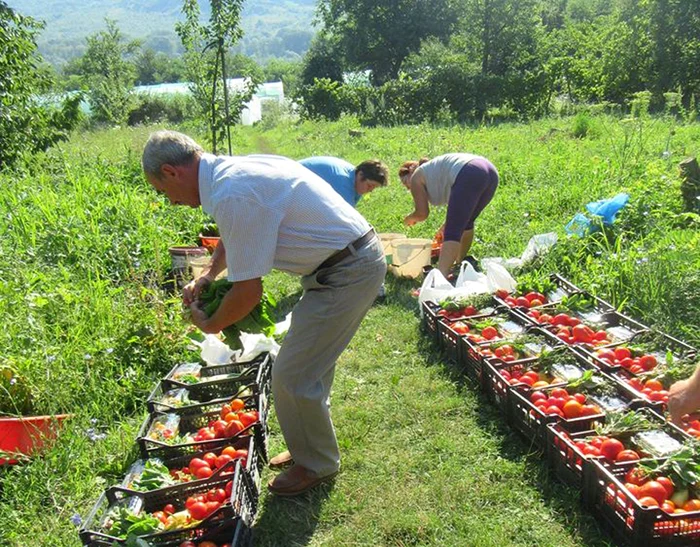 Legumele sunt 100% bio, asigură producătorii