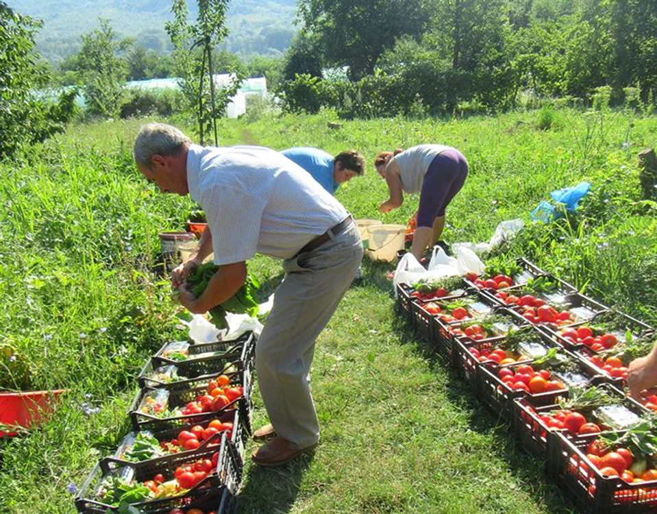
    Legumele sunt 100% bio,  asigură producătorii  