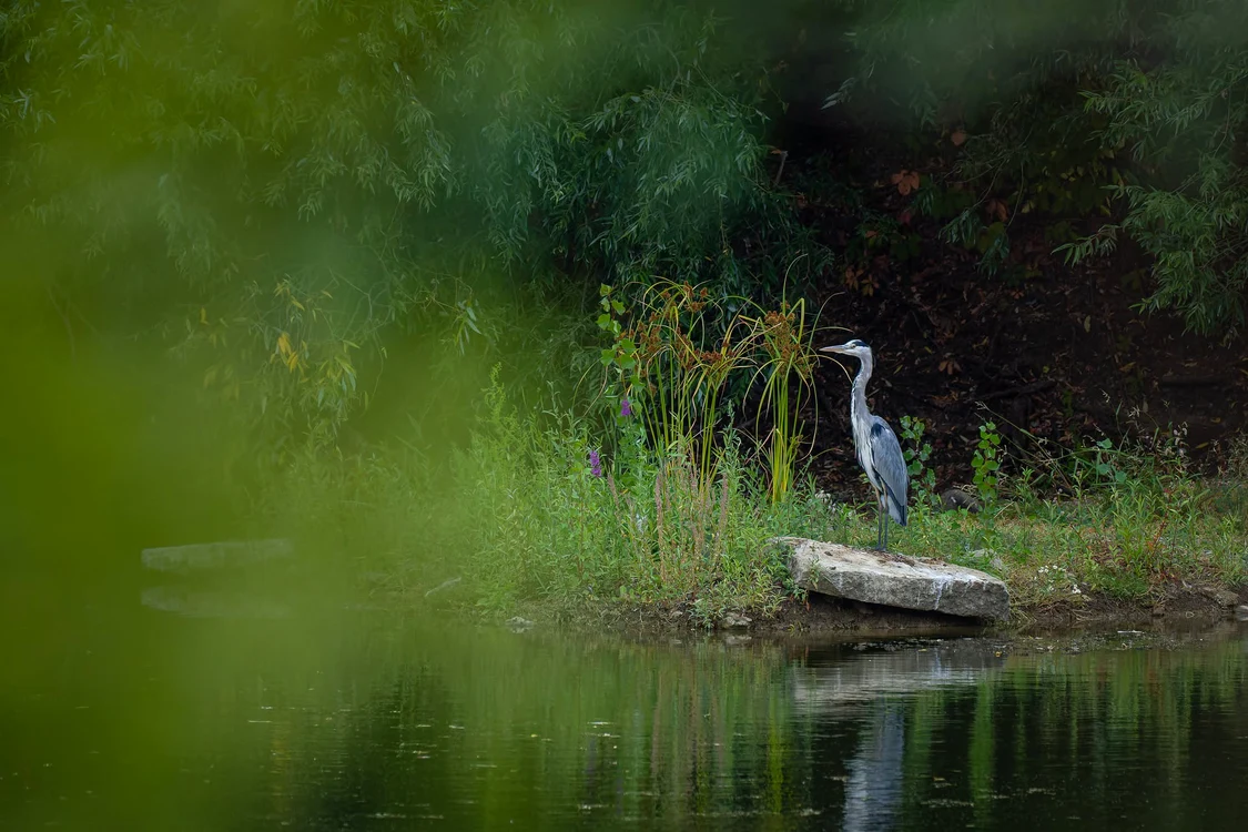 Valea Saulei, aproape de centrul Bucureștiului. Foto: Facebook/Asociația Parcul Natural București