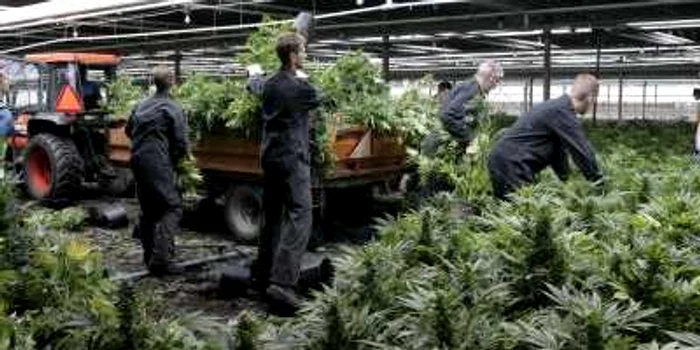 Autorităţile greceşti au găsit 143 de kilograme de canabis în portul Corfu