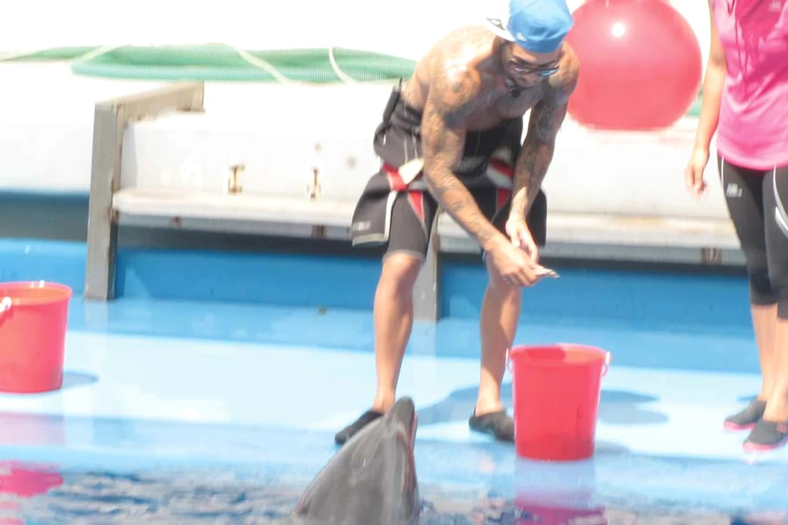 Alex Velea  a hrănit şi s-a jucat cu delfinii (Foto: Mariana Iancu)