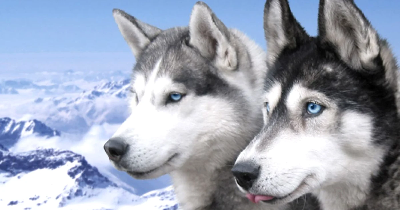 Rasă de câini cu ochi albaştri: Husky Siberian FOTO dogwallpapers.net
