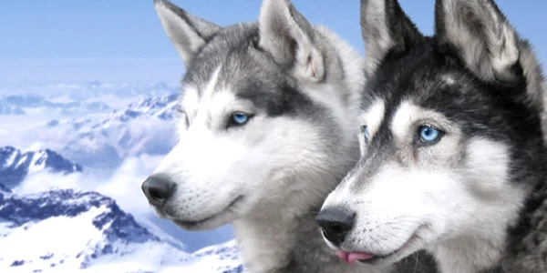 rase de caini cu ochi albastri husky siberian FOTO dogwallpapers.net