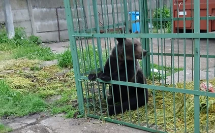 Ursul a fost capturat într-o cușcă specială FOTO Poliția Română