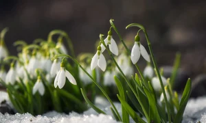 Prognoza meteo 14 februarie 