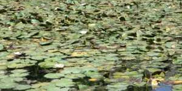 Lacul cu nuferi