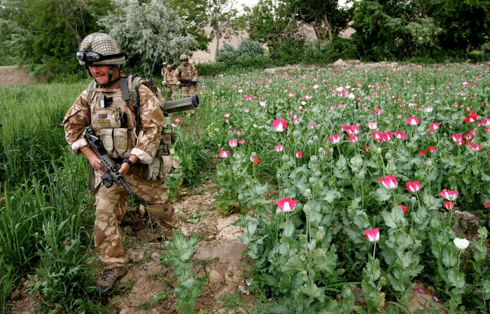 Soldați britanici trec pe lângă câmpuride mac din zona Kajaki provincia Helmand Afganistan în 2008 FOTO Profimedia