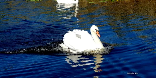 Pui de lebădă FOTO Ionuţ Călin 