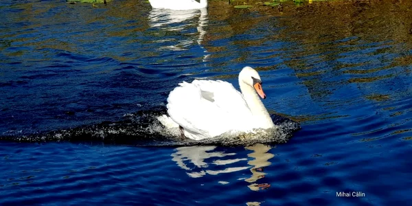 Pui de lebădă FOTO Ionuţ Călin 