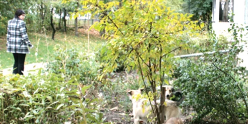 Neamţ: Câinii vagabonzi au invadat centrul oraşului