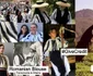Motivele tradiţionale de pe „iile ungurenilor” copiate de brandul „The Great” pentru o colecţie apărută în revista Vogue - comparaţie între iile româneşti şi o piesă din colecţie Foto colaj La blouse roumaine