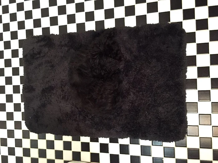 
    Cățelușa se camuflase perfect în covorul de baiefoto: Arhiva Personală  