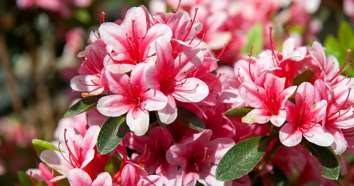 azalea flowering 2 10312015 jpg jpeg