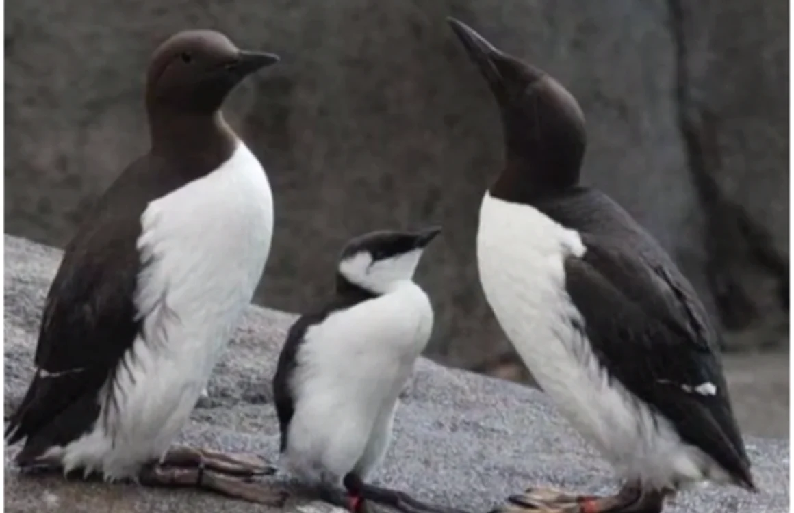 Familie de pinguini nordici Foto captură You Tube/Global News