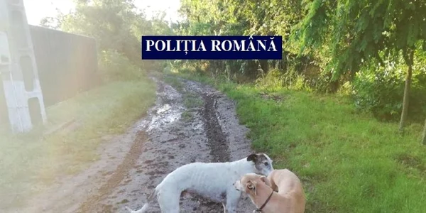 calarasi descinderi la suspecti de braconaj foto ipj calarasi