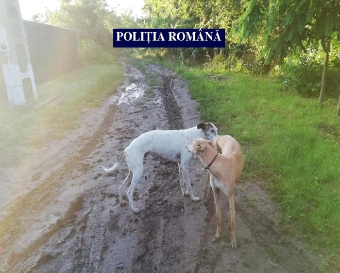 Câini din rasa ogar, folosiţi la braconaj FOTO IPJ Călăraşi