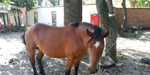 Calul a ajuns la Grădina Zoologică din Timişoara