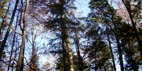 Politicianul a fost surprins în timp ce făcea sex în pădure