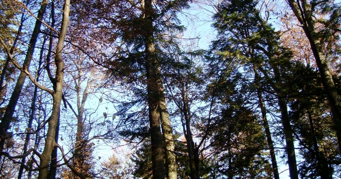 Politicianul a fost surprins în timp ce făcea sex în pădure