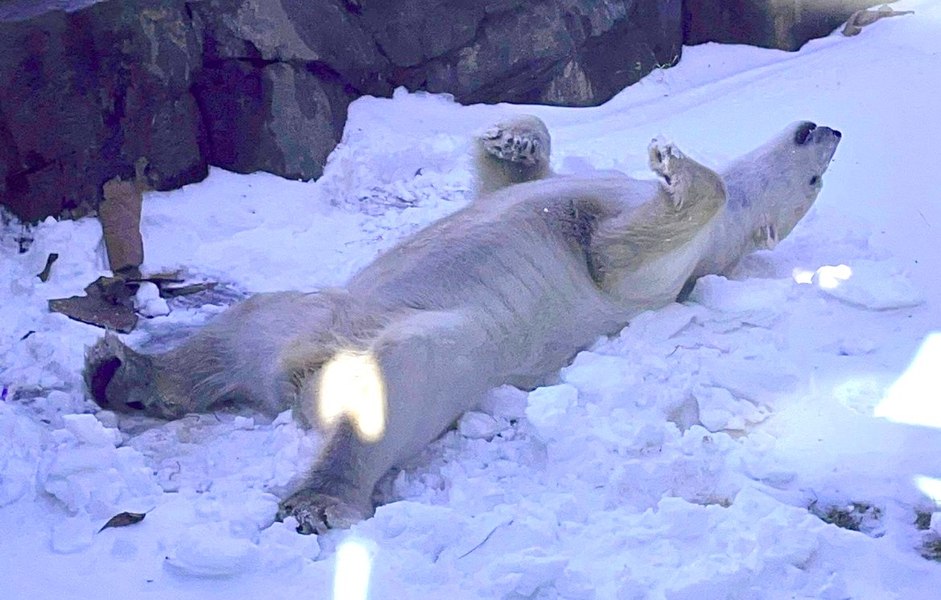  Livrare specială de două tone de gheaţă pentru ursul polar Nuniq, de la Kansas City Zoo 
