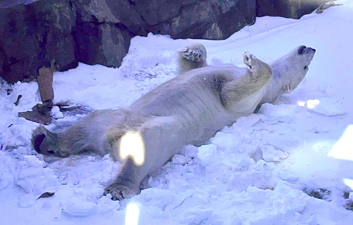 VIDEO Livrare specială de două tone de gheaţă pentru ursul polar Nuniq, de la Kansas City Zoo