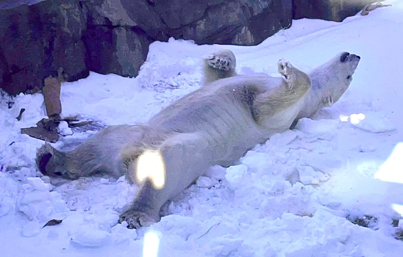 Ursul polar Nuniq FOTO: X