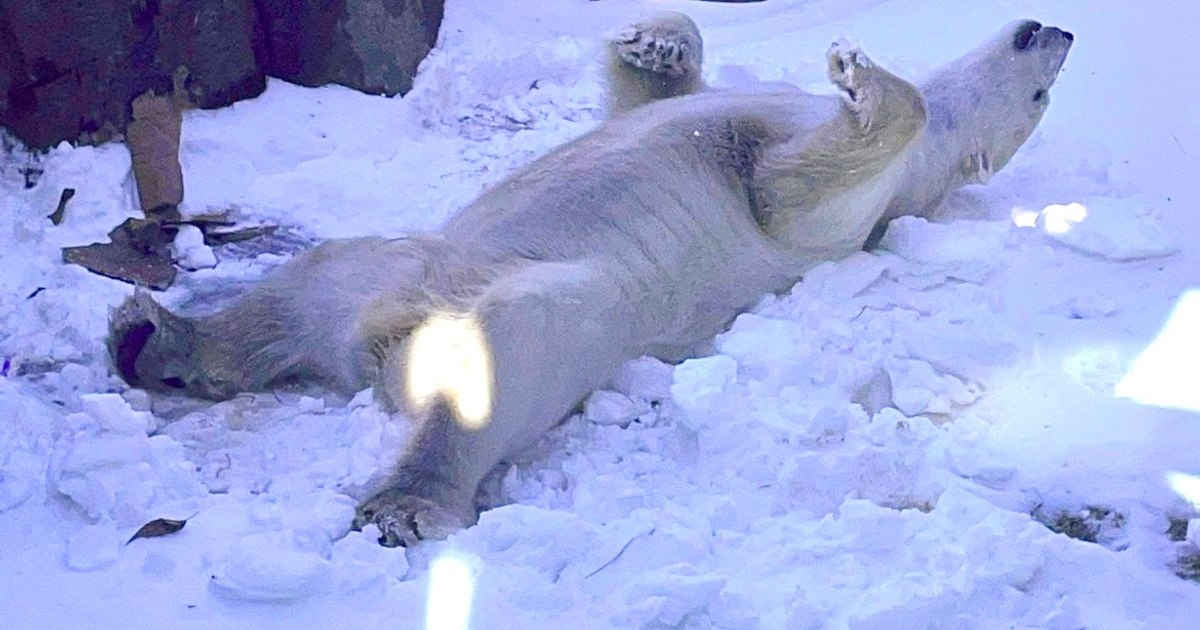 Ursul polar Nuniq de la Kansas City Zoo primește gheață specială