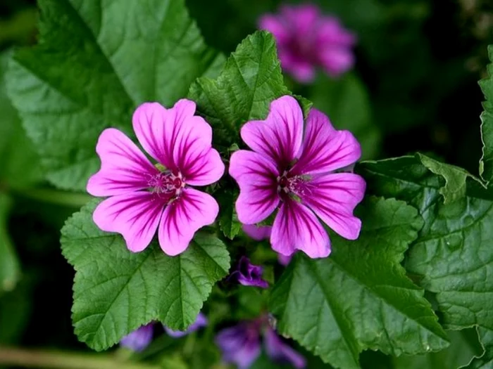 
     Ceaiul de nalbă diminuează senzaţia de sufocare după tuseclicksanatate.ro  