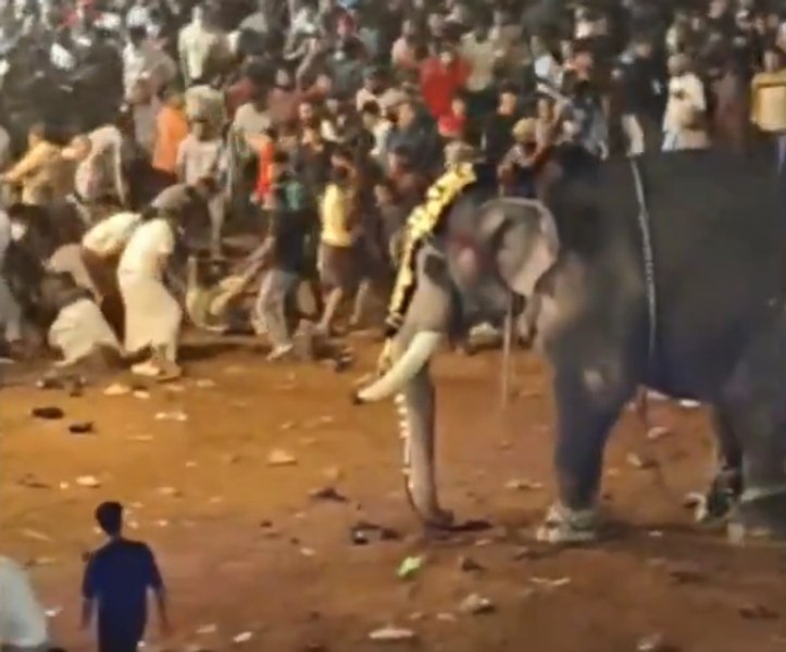 Incident cumplit în India. Zeci de oameni au fost răniți după ce un elefant a devenit violent