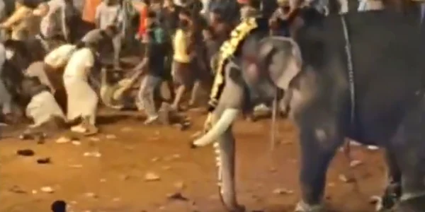 elefant festival india FOTO Captura video