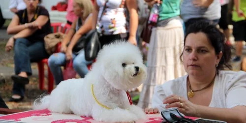 Concurs de frumusete canina