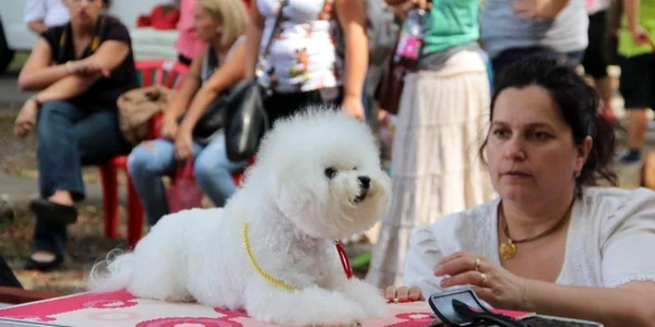 Concurs de frumusete canina