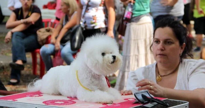 Căţei din 19 ţări participă la expoziţia de la Cluj. FOTO: Arhivă Adevărul