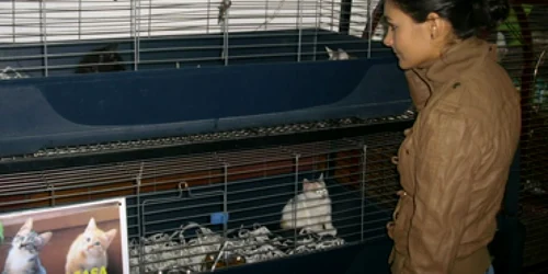 Bacău: Animalele, vânate de singuratici