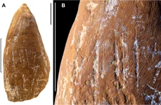 Un „creion” de ocru folosit de neanderthalieni în urmă zeci de mii de ani (© d'Errico et al., Sci. Adv. 11, eadx4722; CC BY 4.0)