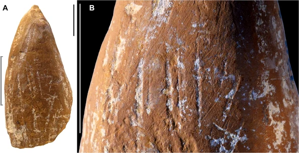 Un „creion” de ocru folosit de neanderthalieni în urmă zeci de mii de ani (© d'Errico et al., Sci. Adv. 11, eadx4722; CC BY 4.0)