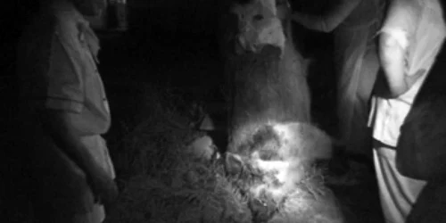 Timişoara: Cel mai mare porc mistreţ din România a fost împuşcat în Banat